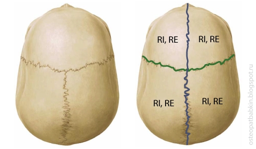Краниосакральная система - квадранты черепа. Краниосакральная система - квадранты черепа.