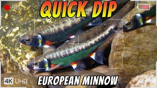 Quick Dip into the European Minnow - Phoxinus phoxinus