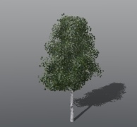 Birch Tree PF 3
