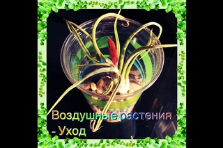 Тилландсия “Голова Медузы“ и др воздушные растения