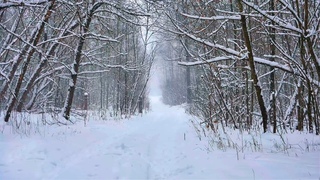 Sounds of a blizzard on a snowy forest road. The sound of falling snow for relaxation and sleep.