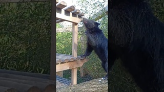 28февраля. Патрик гуляет   #сафарипарккраснодар #бинтуронг #binturong #zoo