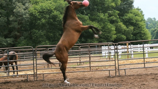 Jolly Ball