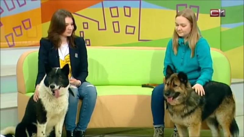 Мурзик (УС040) и Проша(УС078) в рубрике В добрые руки на