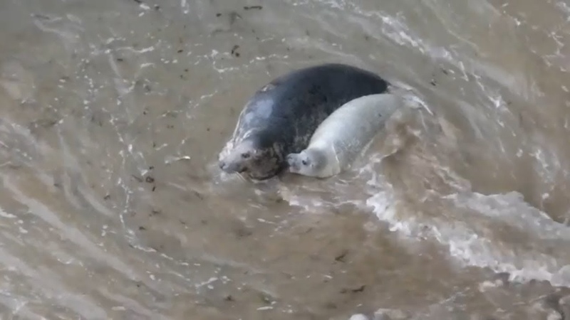 Naughty 15 day old seal pup wont stop swimming. Mother tries to stop him and