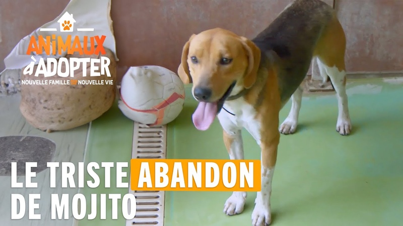 Mojito se fait tristement abandonner par son propriétaire Animaux à