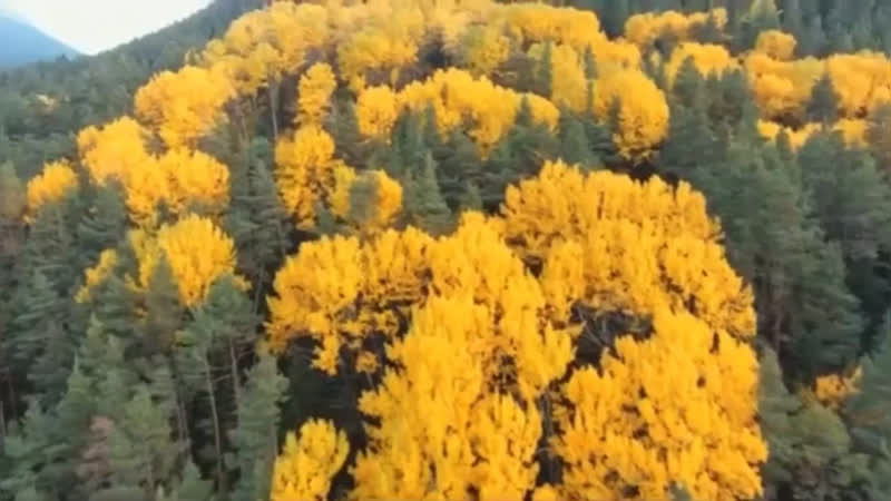 Вита Авиталь Мне горы Кавказа любовь