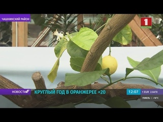 Витаминный заряд: на севере Беларуси начали зреть фрукты