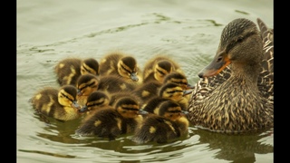 Утки в озере.Ducks in the  en el lago.#Уткинаозере,#утки,#уткинапляже,