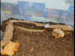 Спаривание Scolopendra subspinipes flame toxic tip.