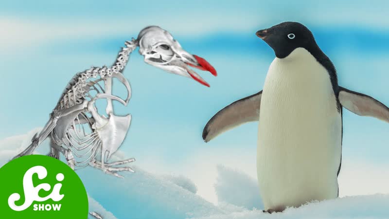 What Penguin Bones Can Tell Us About Dying