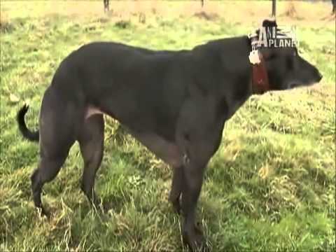 Strongest dog in the World, Wendy the Whippet ( By Animal