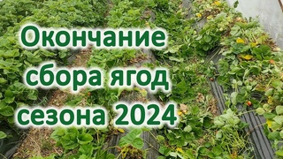 Окончание сбора ягод сезона 2024