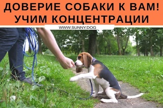 Доверие собаки к вам и учим концентрации 3 урок
