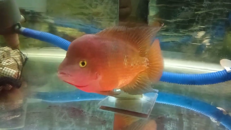 Super Red Monkey, alhamdulillah makin kesini keliatan jenong