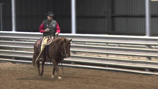 Stock Horse of Texas ( SHOT) Judges Corner: Stock Horse