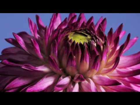 Dahlia bud to flower opening time