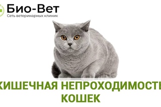 Кишечная непроходимость кошек