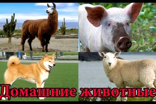 Домашние животные. Изучаем домашних животных.