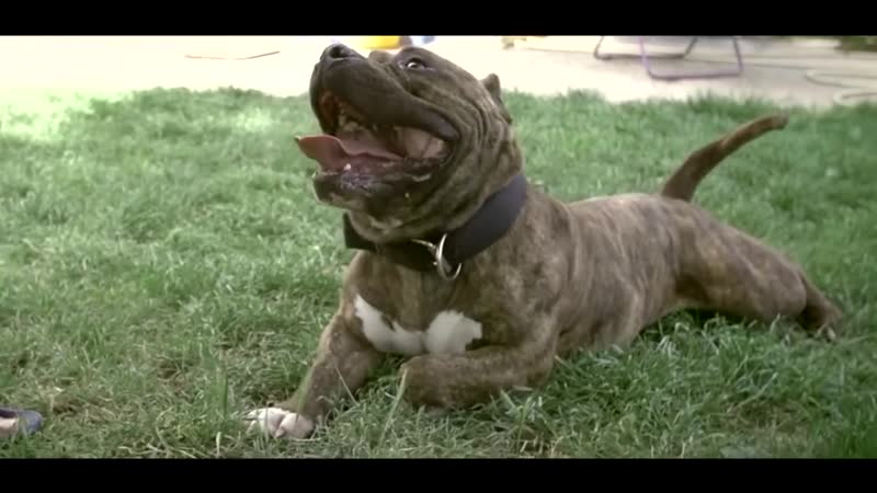 American Bully BOSS