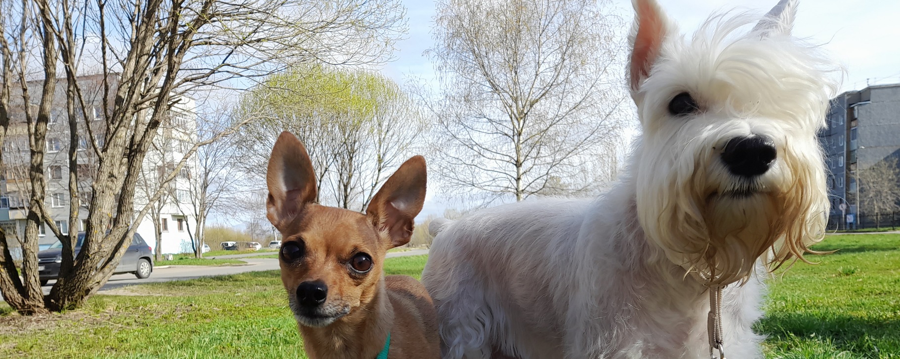 Любимый нос. НоузВорк Коряжма. | ВКонтакте