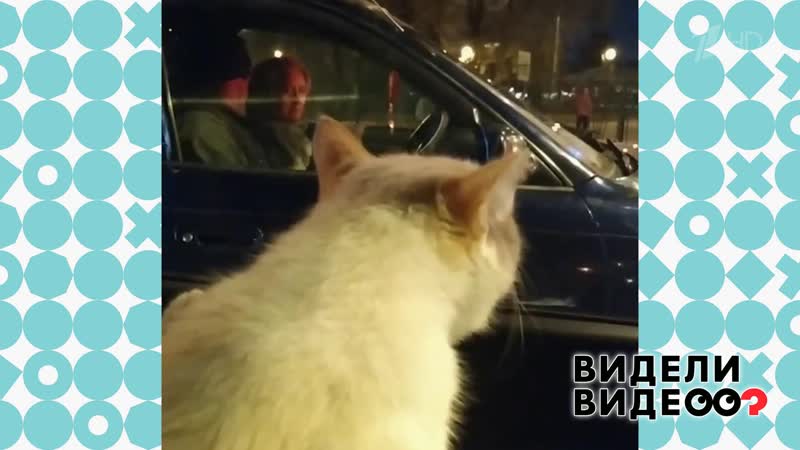 Кот попал в пробку и встретил своих сородичей. Видели видео