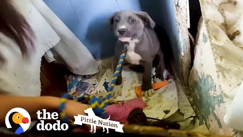 This Dog Is So Nervous Because She Is Protecting Something So Special , The Dodo Pittie