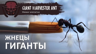 БОЛЬШИМ МУРАВЬЯМ БОЛЬШОЙ ФОРМИКАРИЙ | Giant harvester ant | Messor arenarius