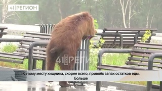 МЕДВЕДЬ ПОЛАКОМИЛСЯ ОСТАТКАМИ ЕДЫ ИЗ УРНЫ  НОВОСТИ КАМЧАТКИ