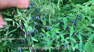 🌿 Жимолость съедобная БАЖОВСКАЯ 🌿 Краткое описание сорта жимолости съедобной.