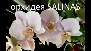 ОРХИДЕЯ Salinas (Phalaenopsis Salinas) c чертами испанской ГОАПА
