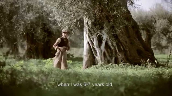 The Olive Tree Will Always Be