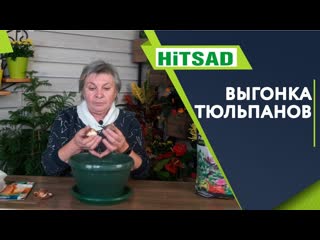 Правильная Выгонка Тюльпанов В Домашних Условиях  Советы От Хитсад ТВ