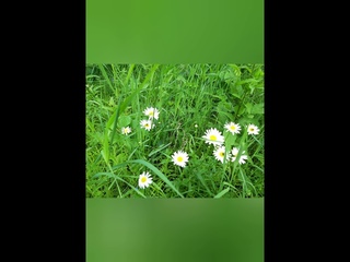 Василий Жуковский  -  Цветок: Музыкальная поэзия